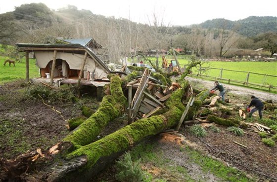 Safari West staff members Brian Jellison, left, and Cervando Cornejo work on removing a fallen oak tree on Wednesday. The tree crushed a wood-frame canvas tent and killed a visitor at the wildlife park, east of Santa Rosa, on Tuesday evening.